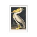 Picture of Vintage White Pelican _GroupedProduct_Rectangle_Portrait_Framed_Matted_