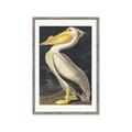 Picture of Vintage White Pelican _GroupedProduct_Rectangle_Portrait_Framed_Matted_