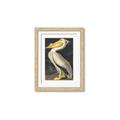 Picture of Vintage White Pelican _GroupedProduct_Rectangle_Portrait_Framed_Matted_
