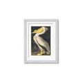 Picture of Vintage White Pelican _GroupedProduct_Rectangle_Portrait_Framed_Matted_