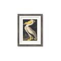 Picture of Vintage White Pelican _GroupedProduct_Rectangle_Portrait_Framed_Matted_