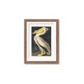 Picture of Vintage White Pelican _GroupedProduct_Rectangle_Portrait_Framed_Matted_