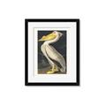 Picture of Vintage White Pelican _GroupedProduct_Rectangle_Portrait_Framed_Matted_