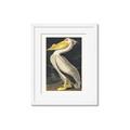 Picture of Vintage White Pelican _GroupedProduct_Rectangle_Portrait_Framed_Matted_