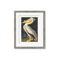 Picture of Vintage White Pelican _GroupedProduct_Rectangle_Portrait_Framed_Matted_