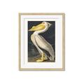 Picture of Vintage White Pelican _GroupedProduct_Rectangle_Portrait_Framed_Matted_
