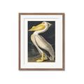 Picture of Vintage White Pelican _GroupedProduct_Rectangle_Portrait_Framed_Matted_