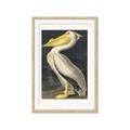 Picture of Vintage White Pelican _GroupedProduct_Rectangle_Portrait_Framed_Matted_