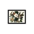 Picture of Black Billed Cuckoo Bird _GroupedProduct_Rectangle_Landscape_Framed_Matted_