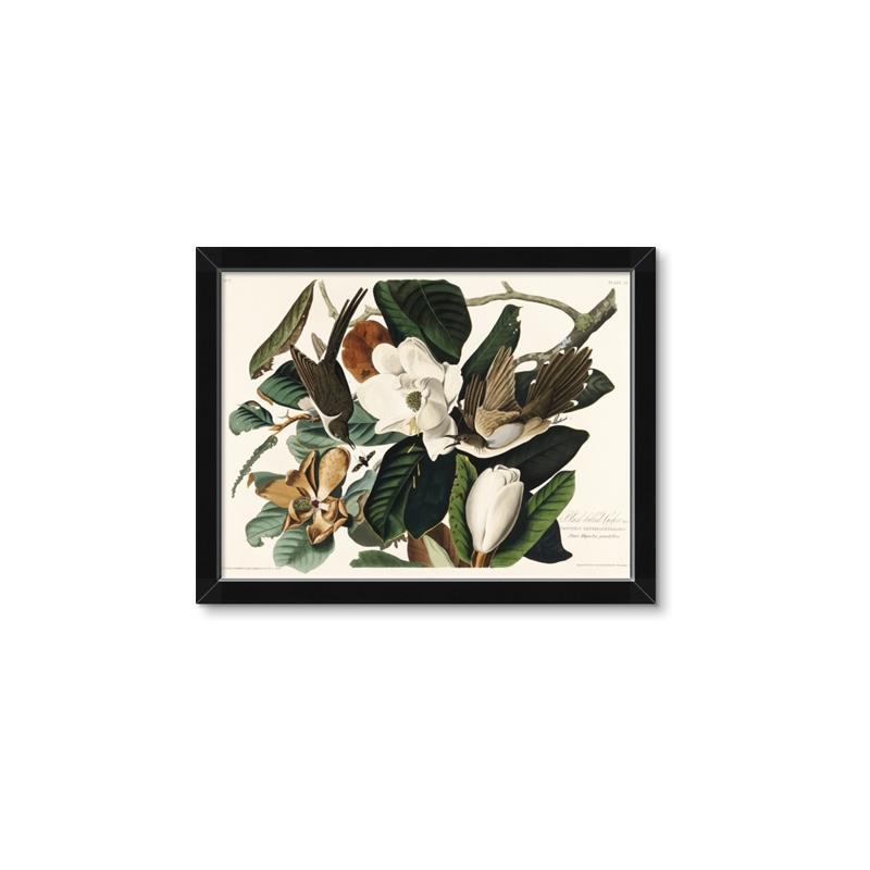 Picture of Black Billed Cuckoo Bird _GroupedProduct_Rectangle_Landscape_Framed_Matted_