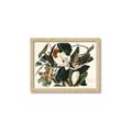 Picture of Black Billed Cuckoo Bird _GroupedProduct_Rectangle_Landscape_Framed_Matted_