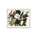 Picture of Black Billed Cuckoo Bird _GroupedProduct_Rectangle_Landscape_Framed_Matted_