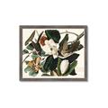 Picture of Black Billed Cuckoo Bird _GroupedProduct_Rectangle_Landscape_Framed_Matted_