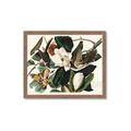 Picture of Black Billed Cuckoo Bird _GroupedProduct_Rectangle_Landscape_Framed_Matted_