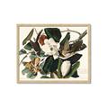 Picture of Black Billed Cuckoo Bird _GroupedProduct_Rectangle_Landscape_Framed_Matted_