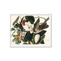 Picture of Black Billed Cuckoo Bird _GroupedProduct_Rectangle_Landscape_Framed_Matted_