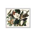 Picture of Black Billed Cuckoo Bird _GroupedProduct_Rectangle_Landscape_Framed_Matted_