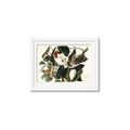 Picture of Black Billed Cuckoo Bird _GroupedProduct_Rectangle_Landscape_Framed_Matted_