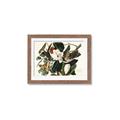 Picture of Black Billed Cuckoo Bird _GroupedProduct_Rectangle_Landscape_Framed_Matted_