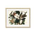 Picture of Black Billed Cuckoo Bird _GroupedProduct_Rectangle_Landscape_Framed_Matted_