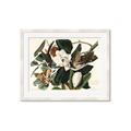 Picture of Black Billed Cuckoo Bird _GroupedProduct_Rectangle_Landscape_Framed_Matted_