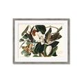 Picture of Black Billed Cuckoo Bird _GroupedProduct_Rectangle_Landscape_Framed_Matted_