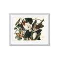 Picture of Black Billed Cuckoo Bird _GroupedProduct_Rectangle_Landscape_Framed_Matted_