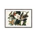 Picture of Black Billed Cuckoo Bird _GroupedProduct_Rectangle_Landscape_Framed_Matted_