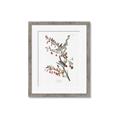 Picture of Vintage Tree Sparrow _GroupedProduct_Rectangle_Portrait_Framed_Matted_