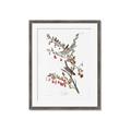 Picture of Vintage Tree Sparrow _GroupedProduct_Rectangle_Portrait_Framed_Matted_