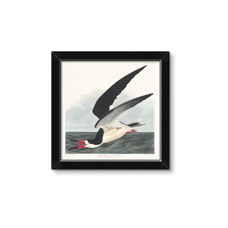 Picture of Black Skimmer From Birds of America (1827) _GroupedProduct_Square_Framed_Matted_