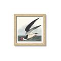 Picture of Black Skimmer From Birds of America (1827) _GroupedProduct_Square_Framed_Matted_