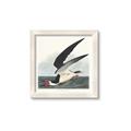 Picture of Black Skimmer From Birds of America (1827) _GroupedProduct_Square_Framed_Matted_