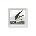 Picture of Black Skimmer From Birds of America (1827) _GroupedProduct_Square_Framed_Matted_