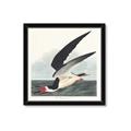 Picture of Black Skimmer From Birds of America (1827) _GroupedProduct_Square_Framed_Matted_