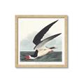 Picture of Black Skimmer From Birds of America (1827) _GroupedProduct_Square_Framed_Matted_
