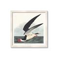 Picture of Black Skimmer From Birds of America (1827) _GroupedProduct_Square_Framed_Matted_