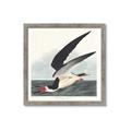 Picture of Black Skimmer From Birds of America (1827) _GroupedProduct_Square_Framed_Matted_