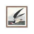 Picture of Black Skimmer From Birds of America (1827) _GroupedProduct_Square_Framed_Matted_
