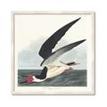 Picture of Black Skimmer From Birds of America (1827) _GroupedProduct_Square_Framed_Matted_