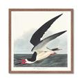 Picture of Black Skimmer From Birds of America (1827) _GroupedProduct_Square_Framed_Matted_