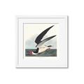 Picture of Black Skimmer From Birds of America (1827) _GroupedProduct_Square_Framed_Matted_
