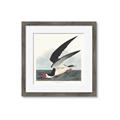 Picture of Black Skimmer From Birds of America (1827) _GroupedProduct_Square_Framed_Matted_