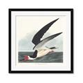 Picture of Black Skimmer From Birds of America (1827) _GroupedProduct_Square_Framed_Matted_