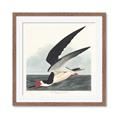 Picture of Black Skimmer From Birds of America (1827) _GroupedProduct_Square_Framed_Matted_