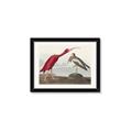 Picture of Vintage Scarlet Ibis Bird _GroupedProduct_Rectangle_Landscape_Framed_Matted_