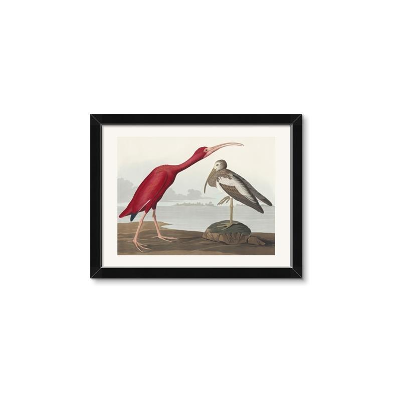Picture of Vintage Scarlet Ibis Bird _GroupedProduct_Rectangle_Landscape_Framed_Matted_