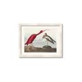 Picture of Vintage Scarlet Ibis Bird _GroupedProduct_Rectangle_Landscape_Framed_Matted_