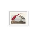 Picture of Vintage Scarlet Ibis Bird _GroupedProduct_Rectangle_Landscape_Framed_Matted_