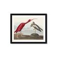 Picture of Vintage Scarlet Ibis Bird _GroupedProduct_Rectangle_Landscape_Framed_Matted_